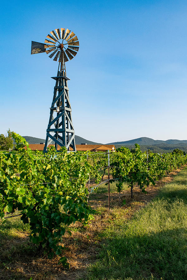 Windmill in the Vineyard Photograph by Bonny Puckett