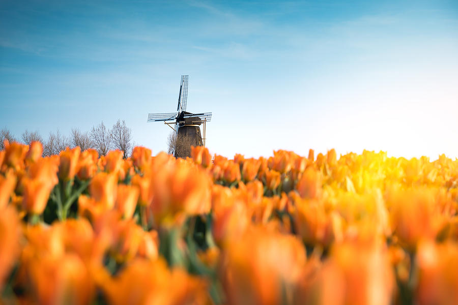 Windmill In Tulip Field Photograph by Borchee