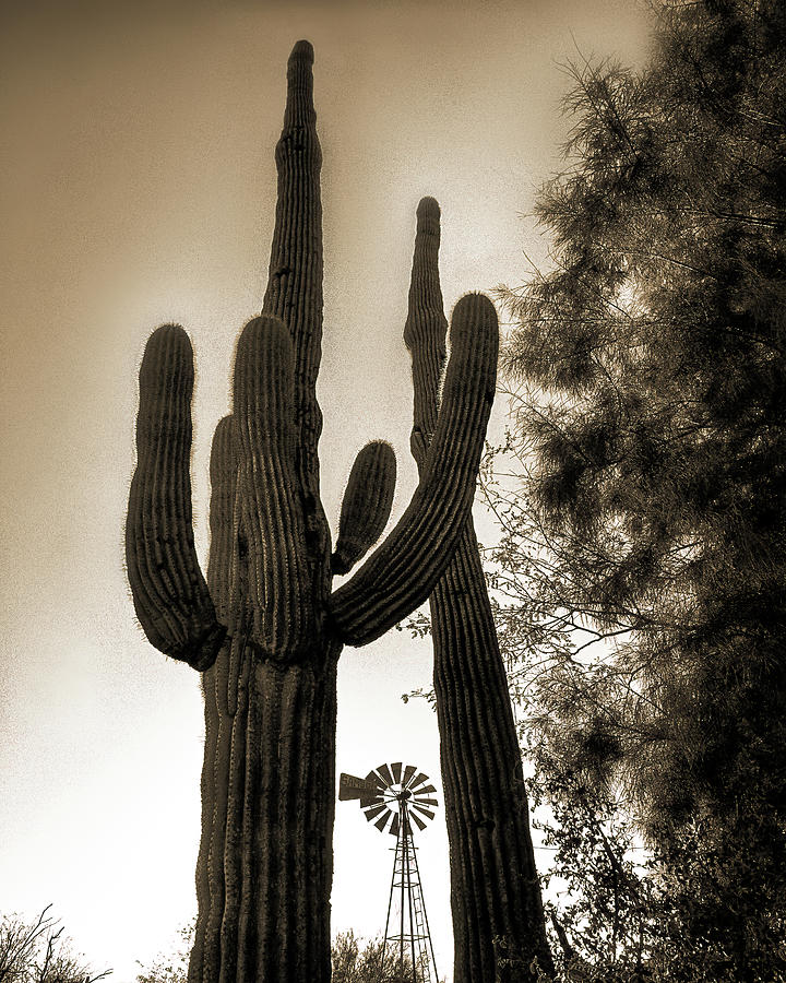 WINDMILL SAGUARO, SEPIA, Arizona Photograph by Don Schimmel