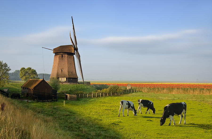 Windmill Tulips and Cows Photograph by JacobH