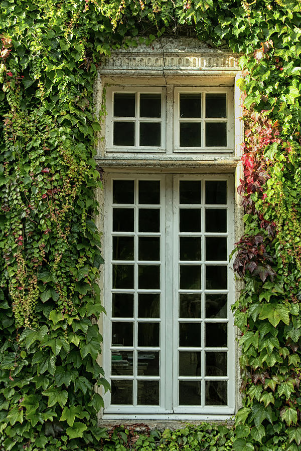 Window and Ivy Photograph by Lisa Chorny