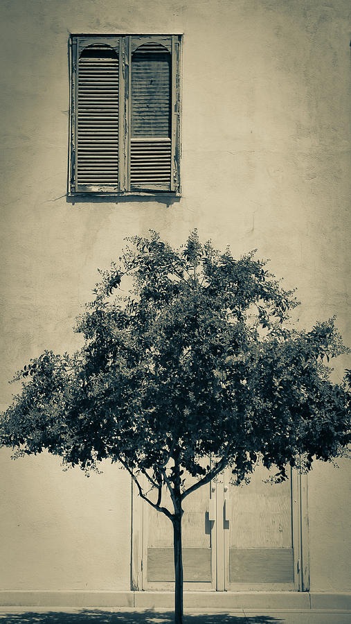 Window And Tree Photograph by Hyuntae Kim