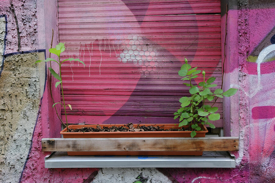 Window Box and Pink Wall in Berlin Kreuzberg Photograph by Matthias Hauser Window Box and Pink Wall in Berlin Kreuzberg Photograph by Matthias Hauser