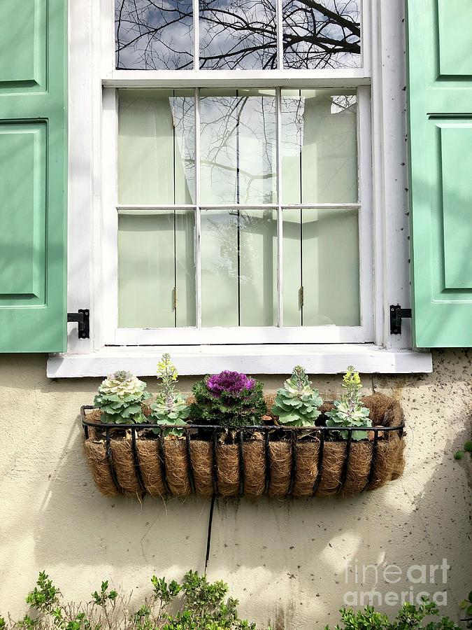 Window Box Photograph by Flavia Westerwelle
