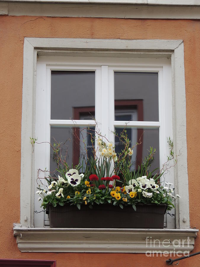 Window Box With Flowers Photograph