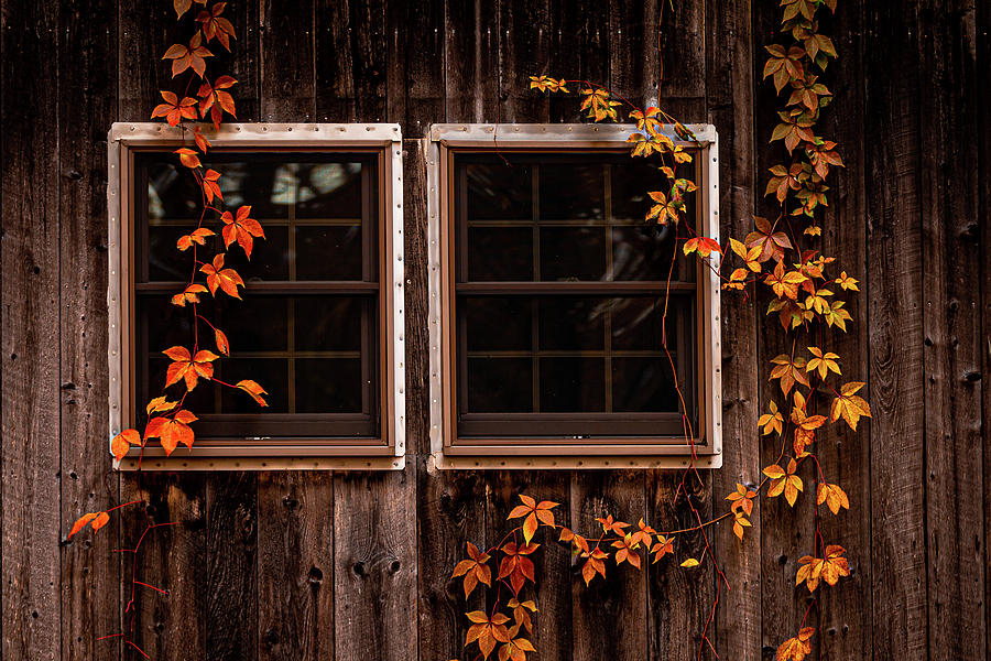 Window Decorations Photograph by Tim Kirchoff
