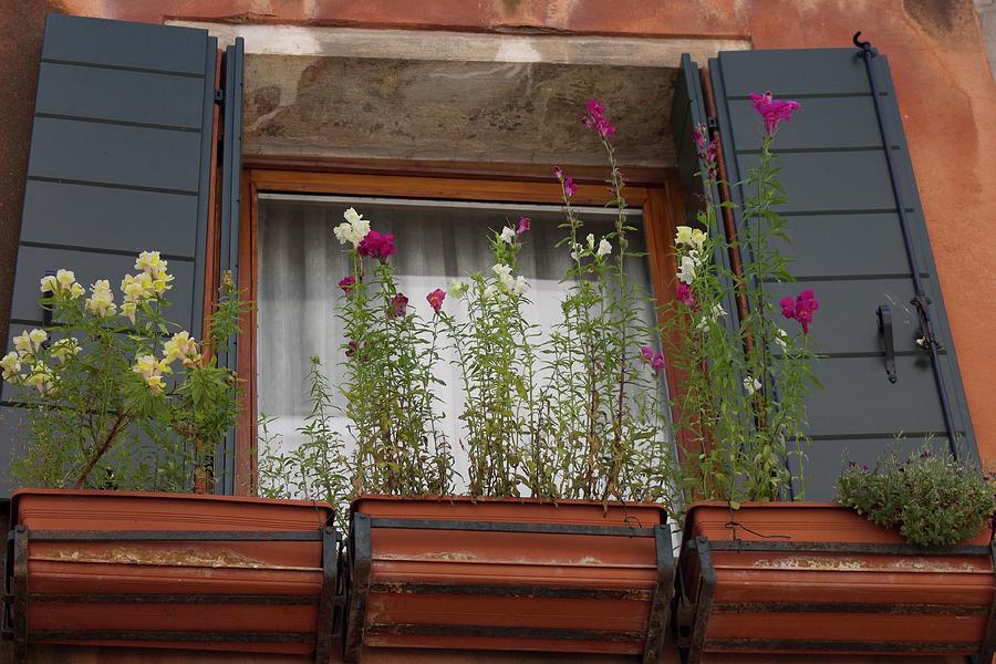 Window Garden - Venice Photograph by Yvonne M Smith