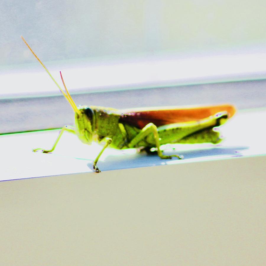  Window Grasshopper  Photograph by Lorna Maza