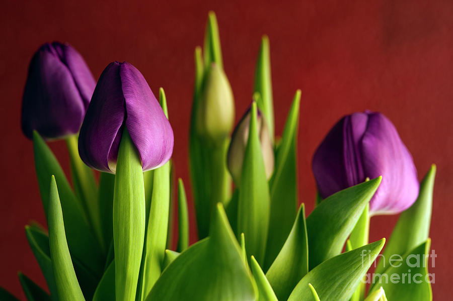 Window Light With Purple Tulips Photograph