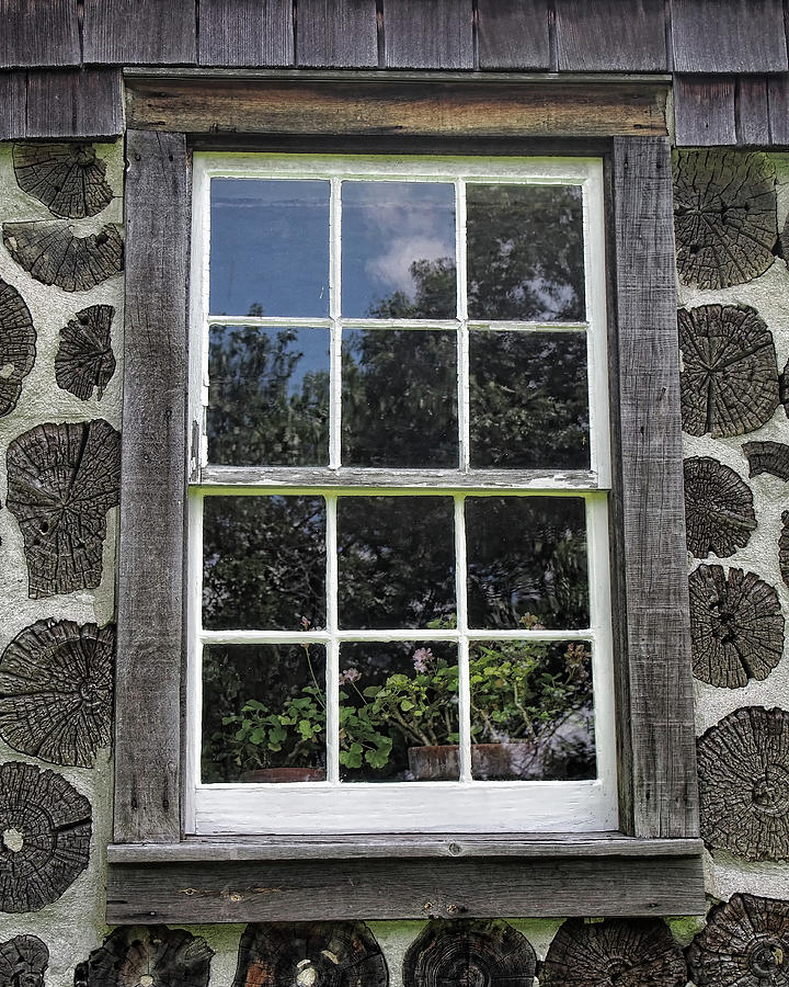 Window Plant Photograph by Scott Olsen