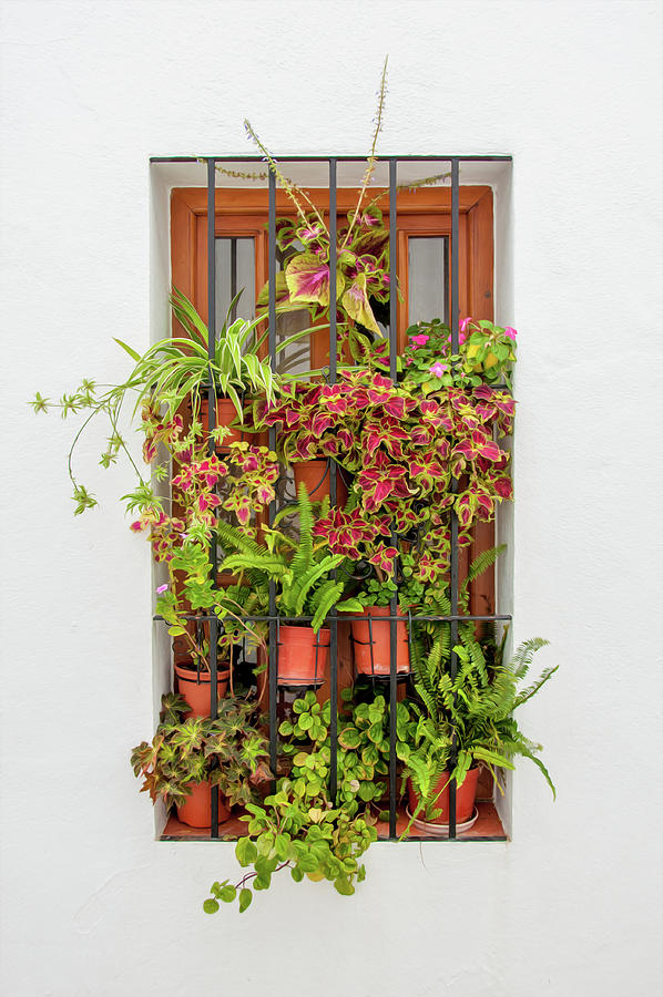 Window plants painted photo Digital Art by Naomi Maya