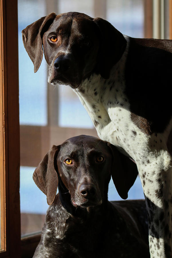 Window Pups Photograph by Brook Burling