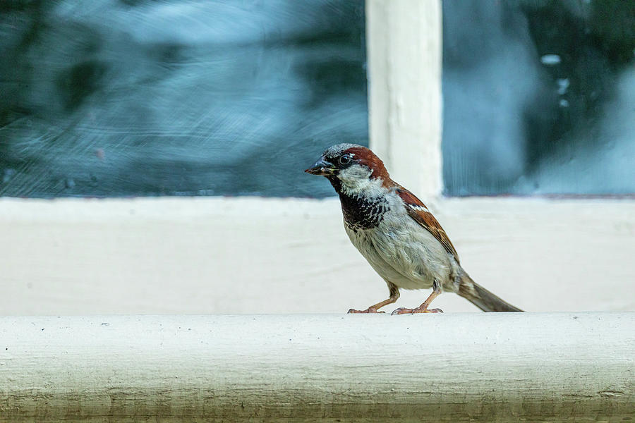 Window Sparrow Photograph