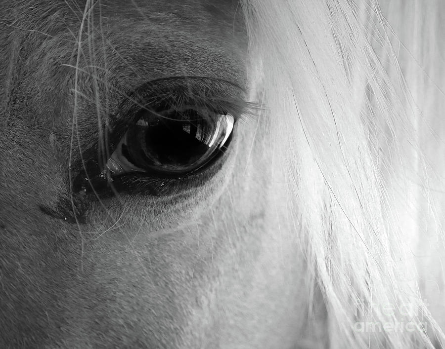 Window to the Soul Photograph by Stephanie Laird