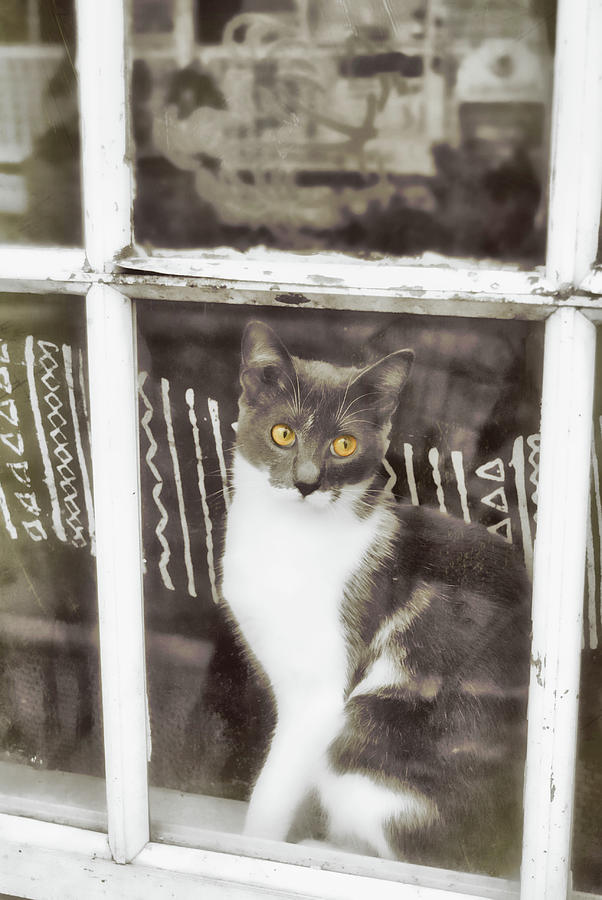 Window Watcher Photograph by Jamart Photography