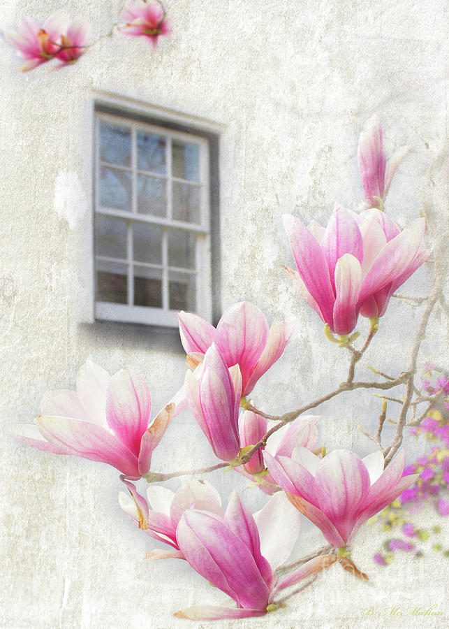 Window with A Magnolia View Photograph by Barbara McMahon