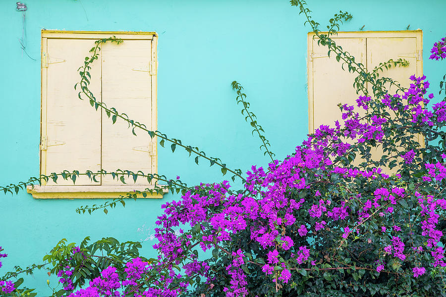 Windows And Flowers Photograph