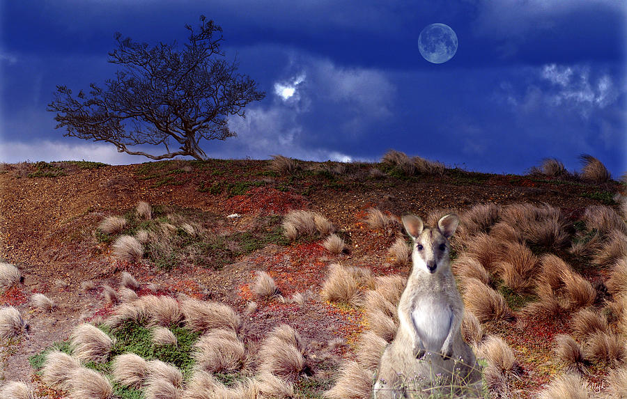 Animal Photograph - Winds of a Blue Moon by Holly Kempe