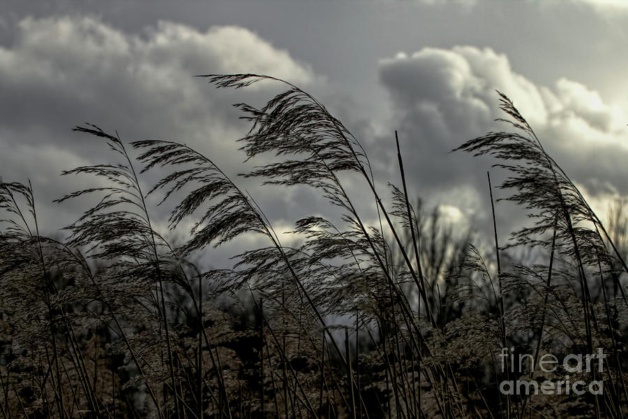 Winds of Change Photograph by Stephen Melia