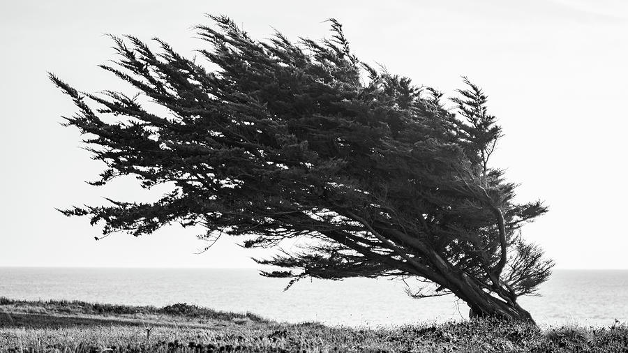 Windswept coastal tree Photograph by Mike Fusaro
