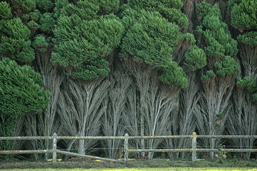 Tree Photograph - Windswept Cypress by Lisa Chorny
