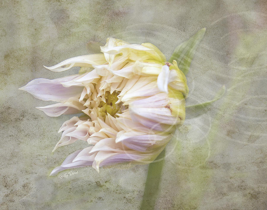 Flower Photograph - Windswept Dahlia Flower by Betty Denise