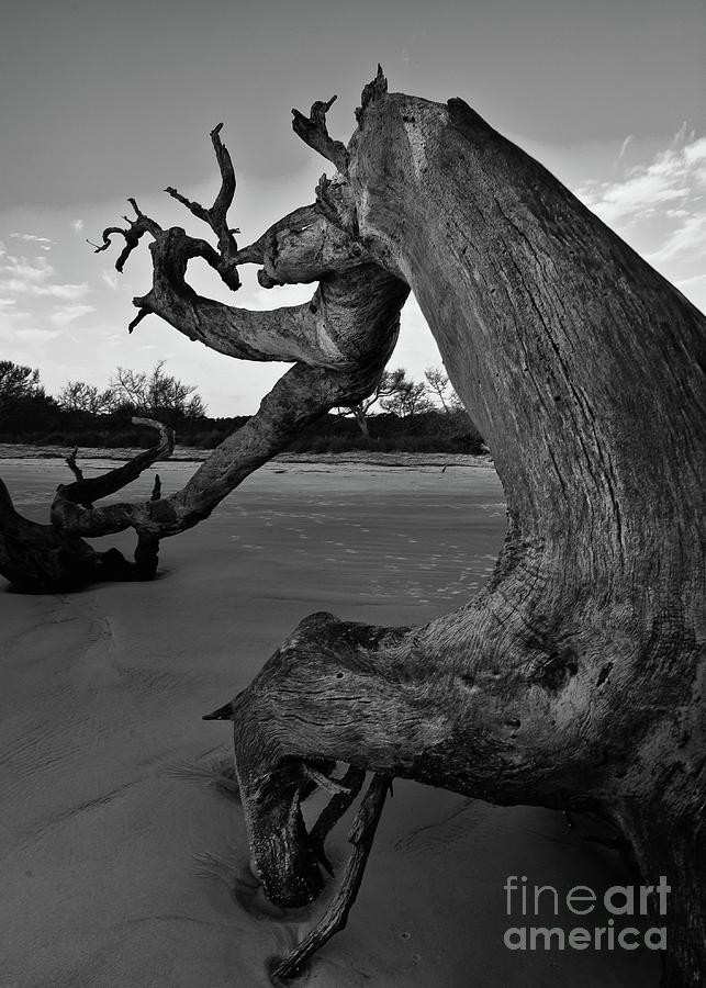 Beaches Photograph - Windswept driftwood tree on flat beach by Steven Norris Beaches Photograph - Windswept driftwood tree on flat beach by Steven Norris