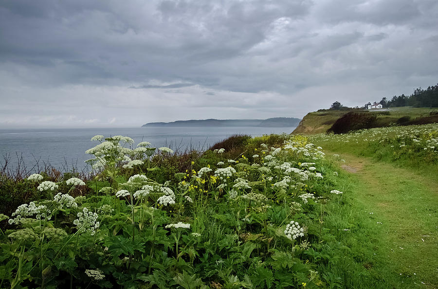 Admiralty Head Photograph - Windswept May Meadow by Tom Trimbath Admiralty Head Photograph - Windswept May Meadow by Tom Trimbath