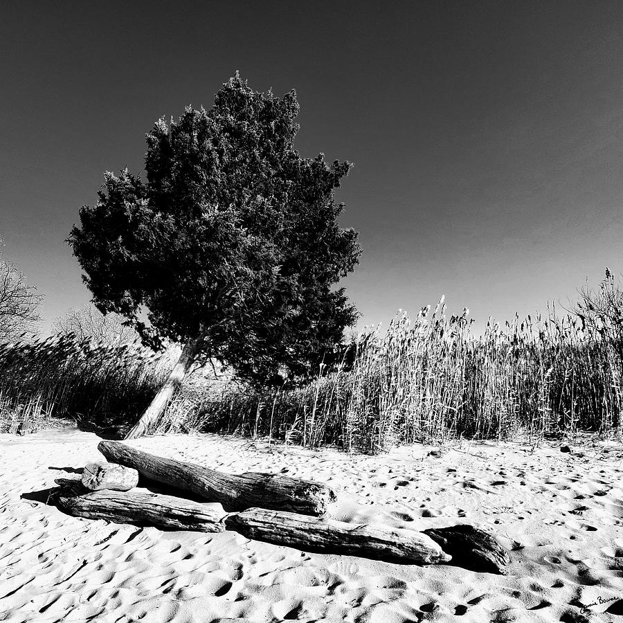 Windswept on the Bay Digital Art by Mangos Art Windswept on the Bay Digital Art by Mangos Art