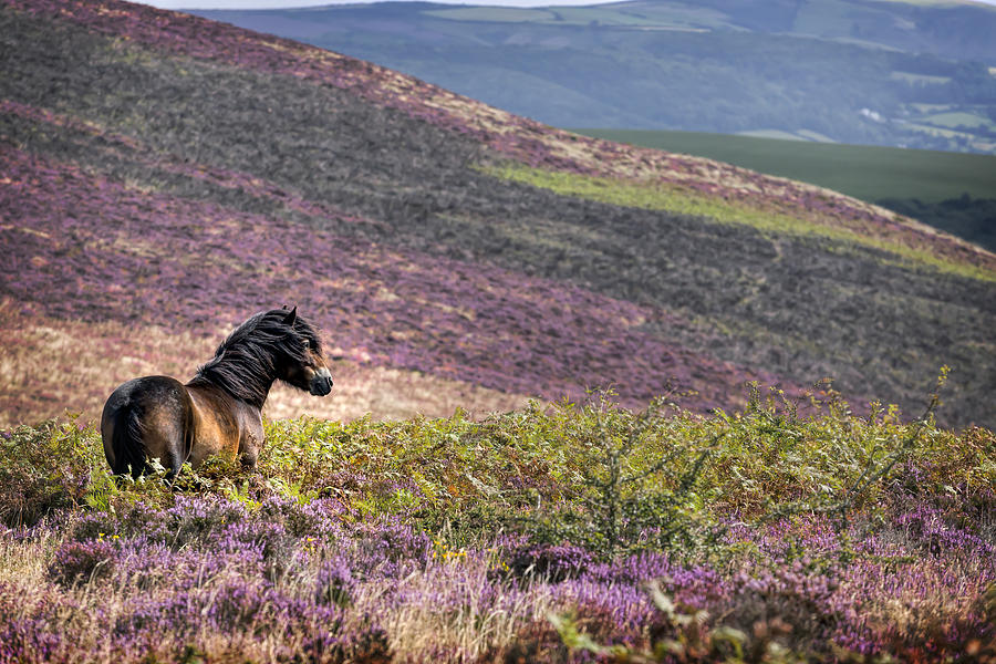 Windswept Pony, Exmoor National Park, Somerset, UK Photograph by Martyn Ferry