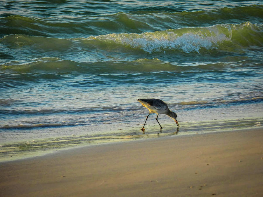 Windswept Sunset Photograph by Laura Putman - Fine Art America