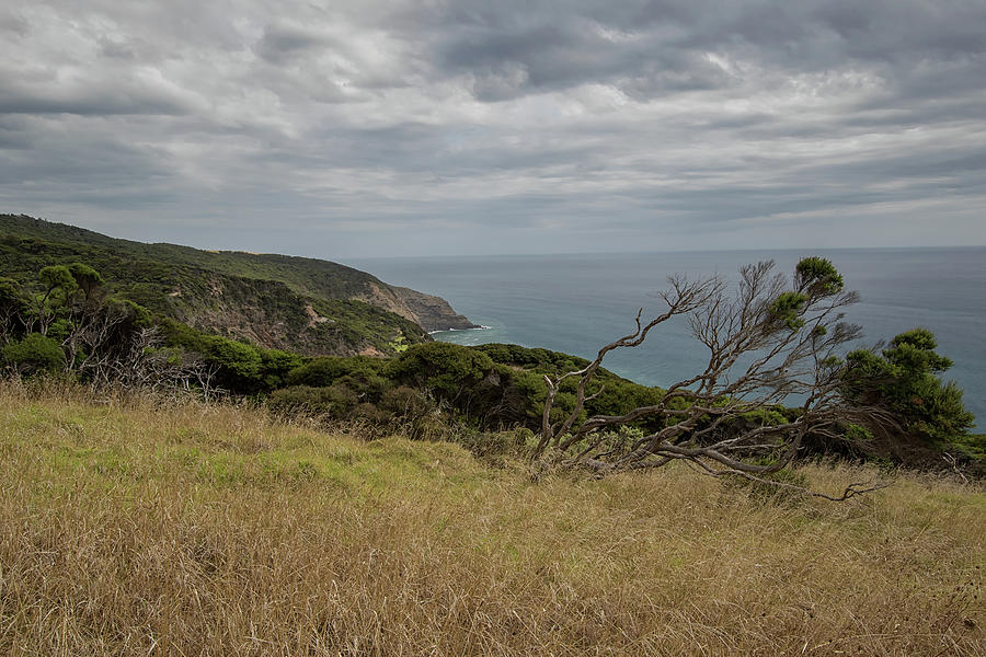Windswept - Te Toto Gorge - North Island, New Zealand Photograph by ...