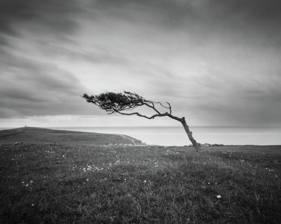 Windswept Tree On Went Hill Photograph by Will Gudgeon