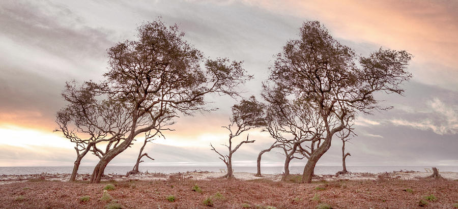Windswept Trees on Jekyll Island Beachhouse Hues Photograph by Debra and Dave Vanderlaan Windswept Trees on Jekyll Island Beachhouse Hues Photograph by Debra and Dave Vanderlaan
