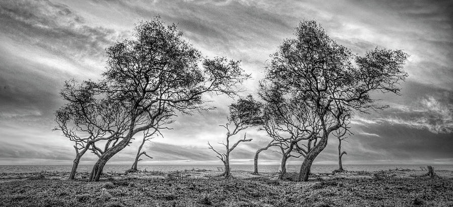 Windswept Trees on Jekyll Island Black and White Photograph by Debra and Dave Vanderlaan