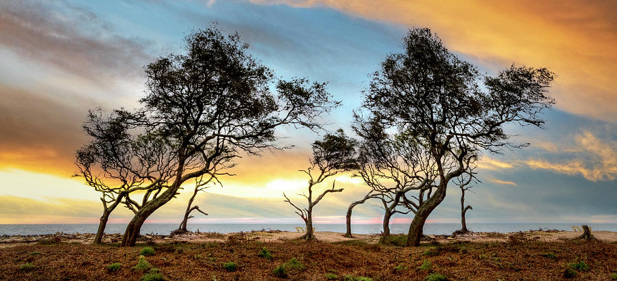 Windswept Trees on Jekyll Island Photograph by Debra and Dave Vanderlaan