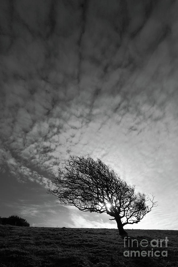 Windswept Winter Blackthorn Tree Photograph by James Brunker
