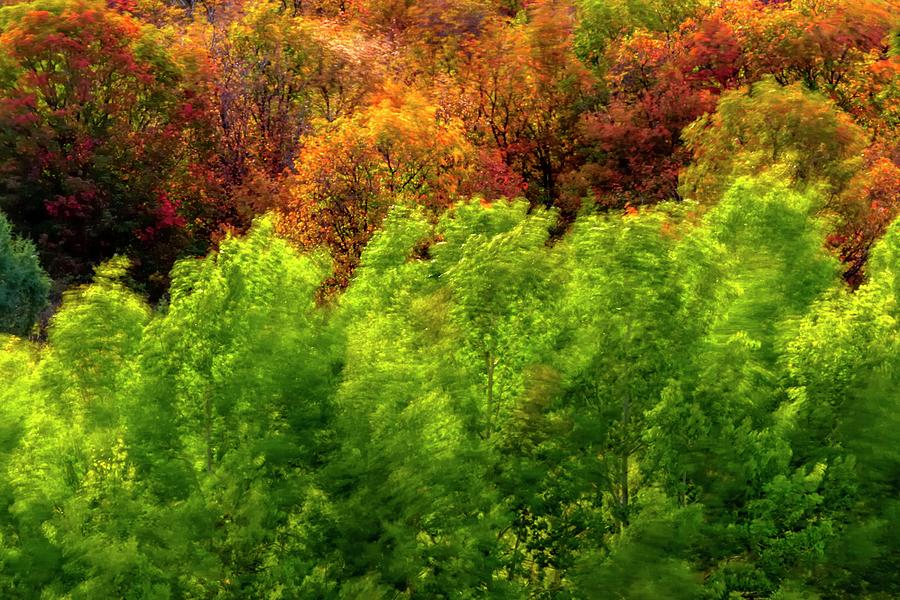 Windy Autumn Trees Photograph by Jerry Sodorff