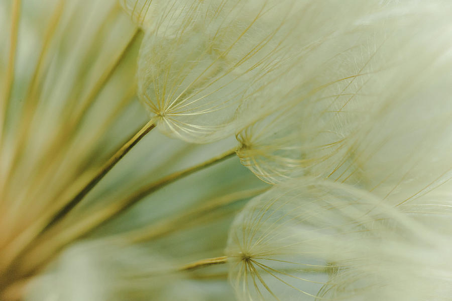 Windy Dandelions 2 Photograph by Iris Greenwell