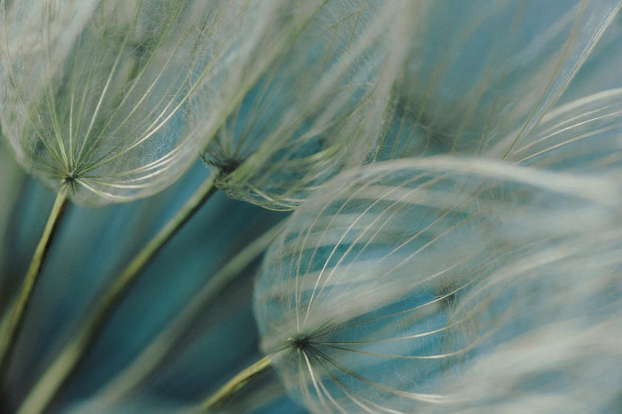 Windy Dandelions Photograph by Iris Greenwell