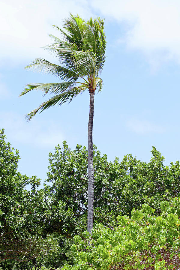 Windy Palm Photograph