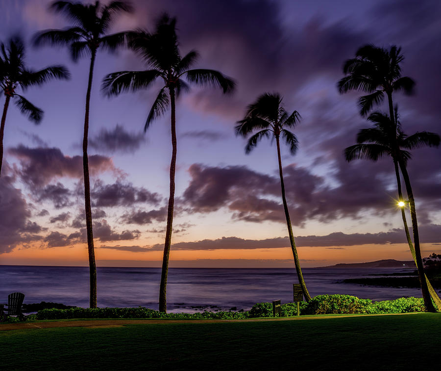 Windy Palm Trees Hawaii Photograph by Scott McGuire