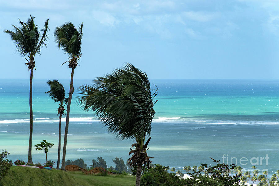 Windy Palms, Playa las Picuas, Rio Grande, Puerto Rico Photograph by Beachtown Views
