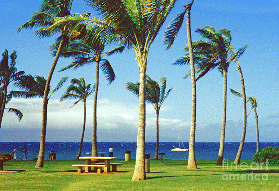 Park Photograph - Windy park in Maui by NL Galbraith