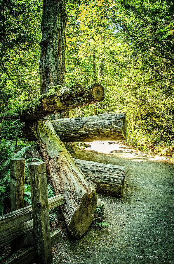 Windy Spot Along Trail Cathedral Grove Photograph by Roxy Hurtubise
