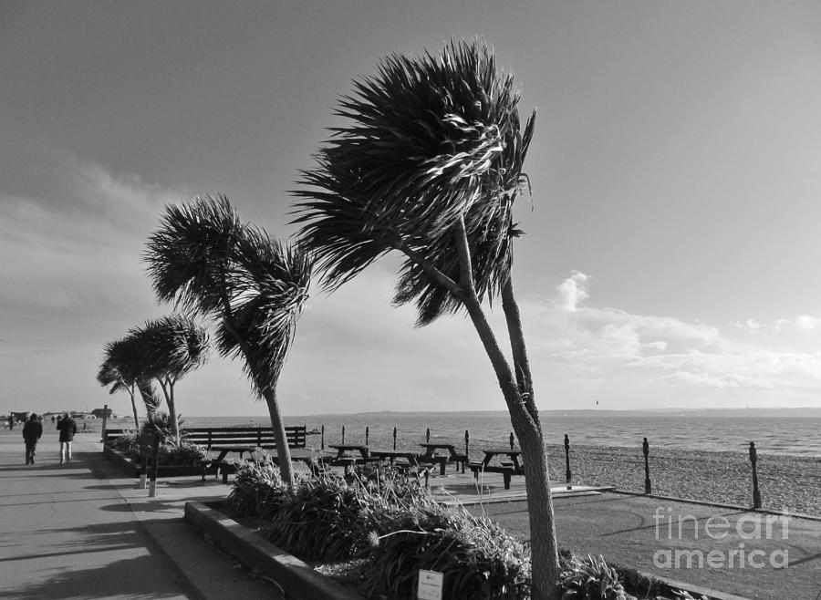 Windy Stokes Bay - B/W Photograph by Lesley Evered