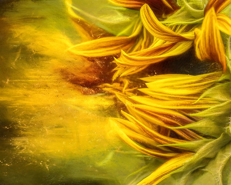 Windy Sunflower Photograph by Deborah Penland