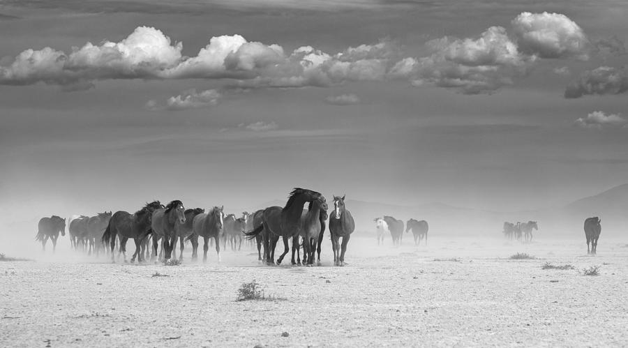 Windy Trek Black and White. Photograph by Paul Martin