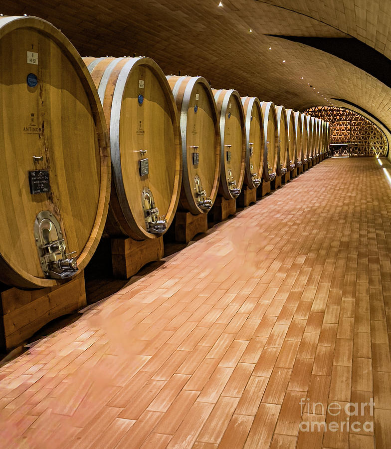 Wine Aging Photograph by William Norton