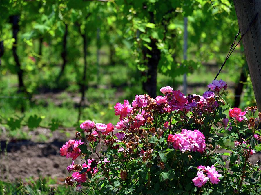 Wine And Roses Photograph by Jerry Sodorff